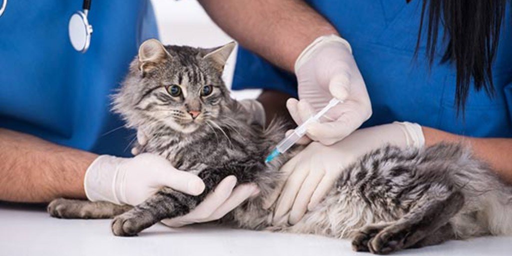 Tulsa SPCA tweet media