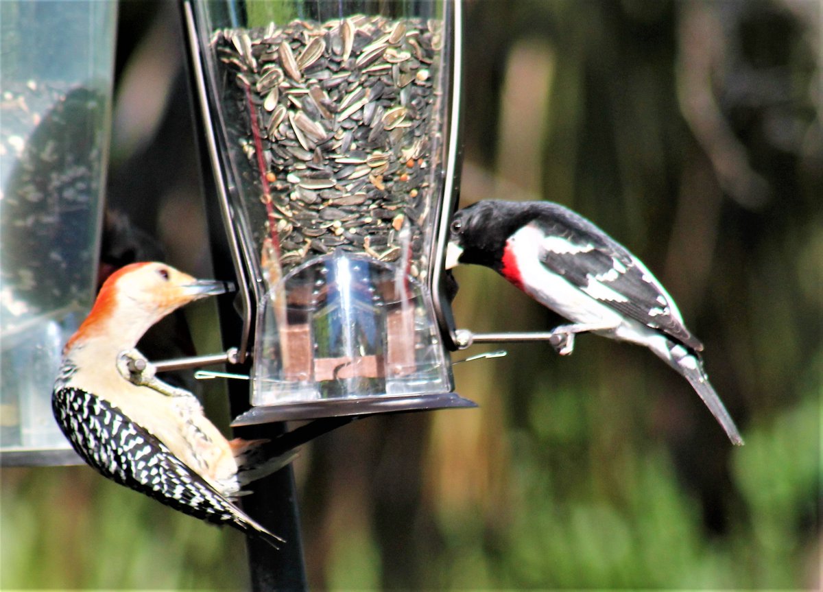 A #RoseBreastedGrosbeak and a #RedBelliedWoodpecker sharing a feeder.  #TwitterNatureCommunity #Naturelovers #Aves #Vogels #WildlifePhotography #Photography #Birdwatching #Birding