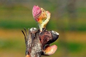 Did you know...the term 'bud-break' refers to the beginning of the grape growth cycle? This occurs in the spring when the vine starts to swell and shoots eventually break though! #winefactwednesday #budbreak
buff.ly/2UU7GsR