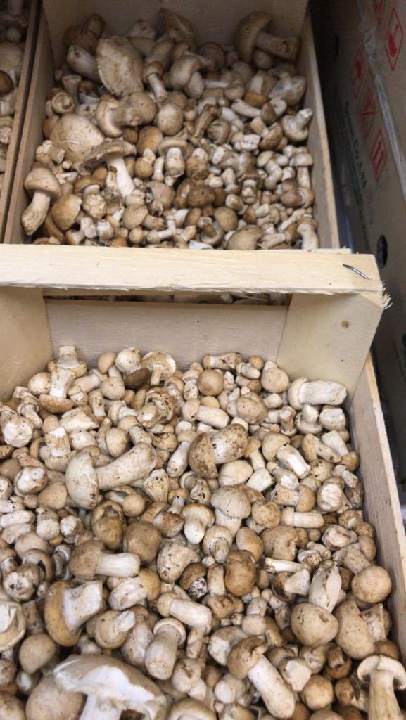 And as tweeted yesterday, Bulgarian St George’s mushrooms are available, right on time #mushroomstock