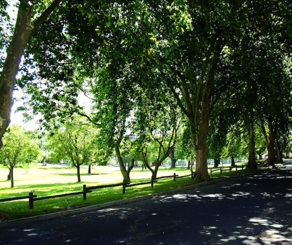 PresTreeServ's tweet image. On our #treeblog: 5 reasons to love urban #trees! ow.ly/ngr630osFsl