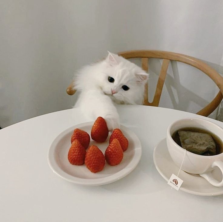 JimJim_cheeks's tweet photo. Знаете...Я не гонюсь за читателями, мне это вообще не нужно. Популярность...Мне хорошо и в своем уголке, где меня лайкают пару человечков~
Это просто мой домик, где я иногда (раз в 100 лет) выкладываю твитты и наблюдаю за другими, оставаясь в курсе всех событий, просто для себя♡ https://t.co/kfgtrXgxUc