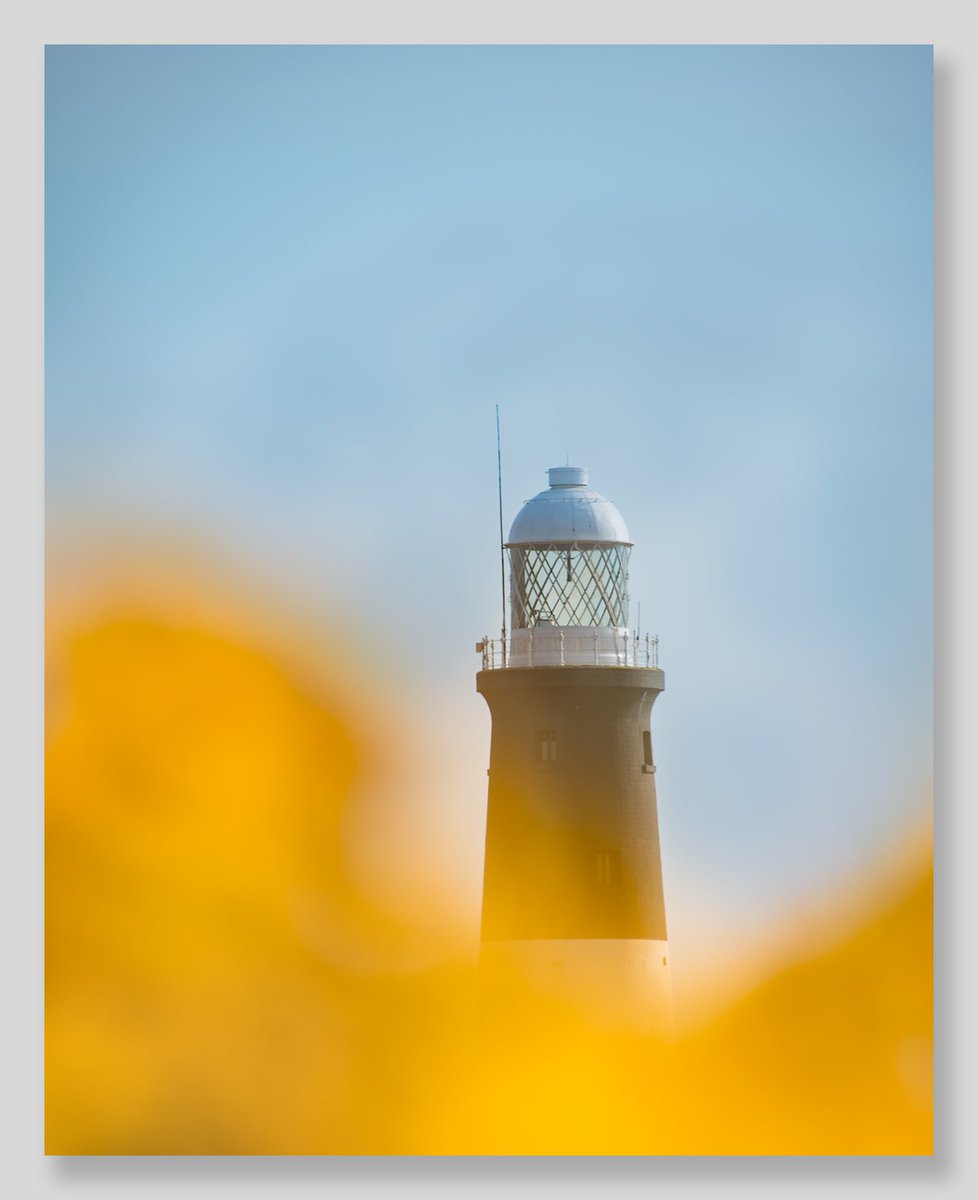 PhotoRichSmith's tweet photo. Spurn Through the Gorse #spurnpoint #spurnlighthouse https://t.co/bX2LXR1B6i
