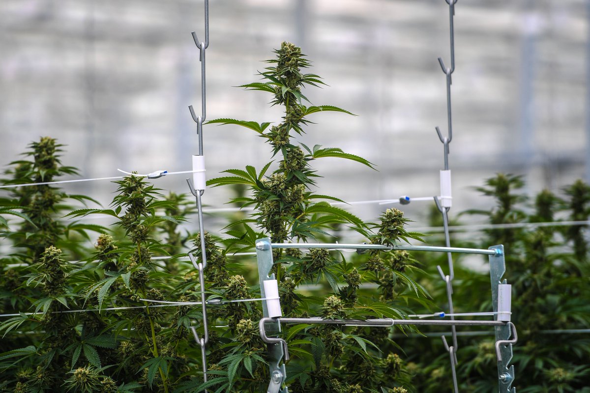 QubRadio's tweet image. La légalisation du cannabis a entraîné une explosion du nombre de saisies à la frontière canadienne. | @annabelleblais explique la situation au micro de @sophiedurocher #cannabis 

Écoutez ici: bit.ly/2Gwf4AU