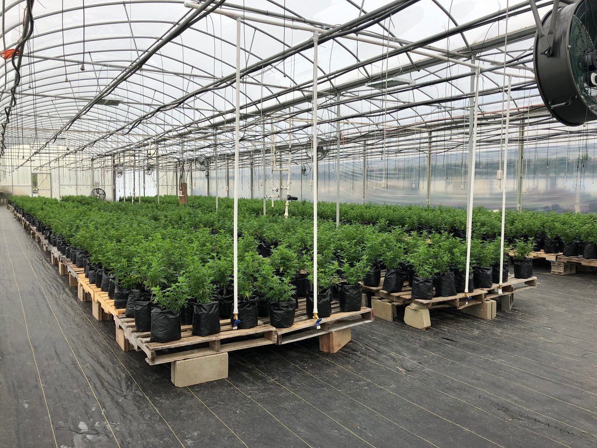 BiodynamicV's tweet image. Take a peek in one of our greenhouses in Indianapolis, Indiana. Thanks to our Biodynamic Green Haus propagation team, we will be ready to deliver beautiful high-CBD cherry strain clones to our farmers by planting season.
#farmer #farm #hemp #hempfarm #hempfarmer #farmerlife #cbd