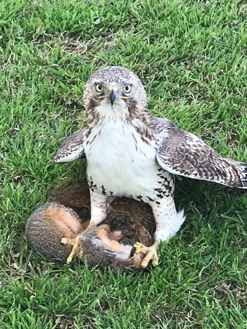 TheACObserver's tweet image. Look to the sky! You might just get lucky and spot a hawk flying by! This lovely bird has been spotted on multiple occasions by various students. What do you think? Potential new mascot for AC?
Check out our image gallery here: acobserver.com/campus-life/20…