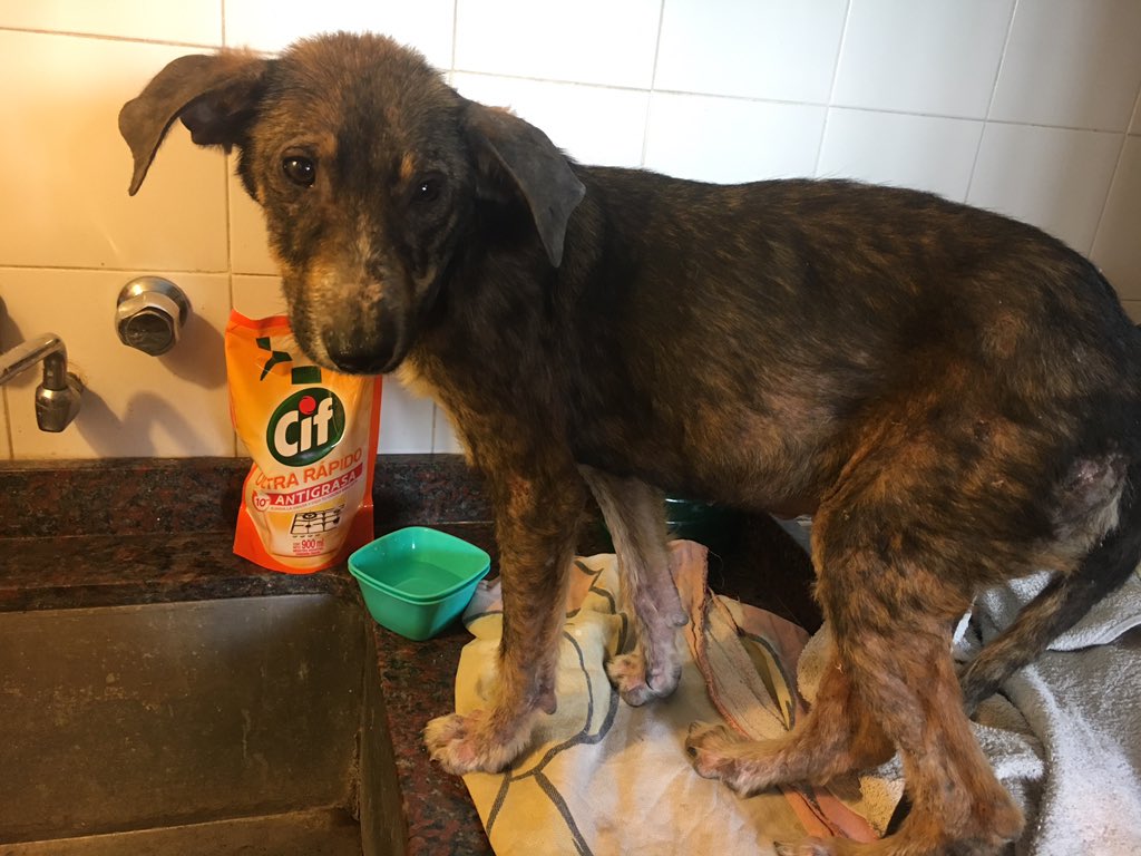 pedrosir9's tweet image. Acabo de encontrar esta hermosura, y estoy en proceso de curarla y dejarla linda linda. Cuando ande mejor, voy a pedirles si conocen alguien que ande con ganas de adoptar. O si la puede tener en tránsito. Se agradece su RT  😍😍