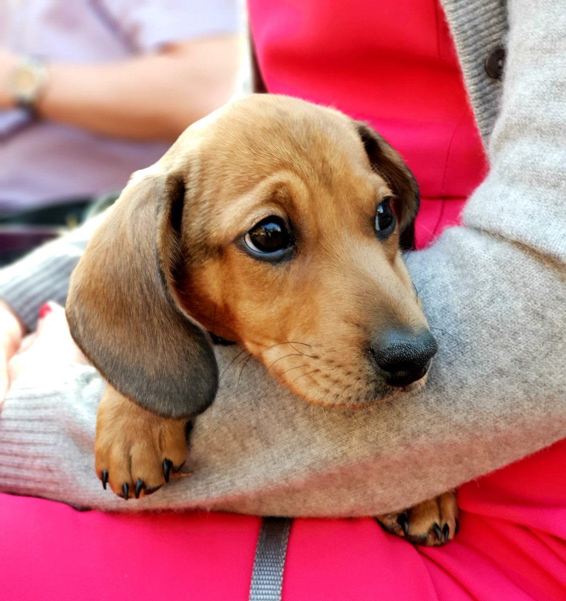 PottingShedBing's tweet photo. 🐶 POOCH OF THE WEEK 🐶

Pooch of the week is Norman, the 13-week-old miniature daschund 😍

Plenty of gorgeous pups in over this bank holiday weekend - keep them coming, Potters! 

#PoochOfTheWeek #StorminNorman #EarsForDays #ShedLife🍃 https://t.co/lPPCvqPBtR