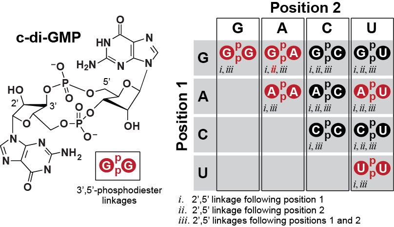 RonBreaker's tweet photo. Whiteley et al. @Nature paper on enzymes making new cyclic dinucleotides (https://t.co/ZsEnv3ImcC) forces an update to the possible #RNAWorld language list. Image from (https://t.co/T8kVoVRrdX) shows all possible standard c-di-NMPs; red means strong evidence of bio-relevance. https://t.co/7qm2bIxiqi