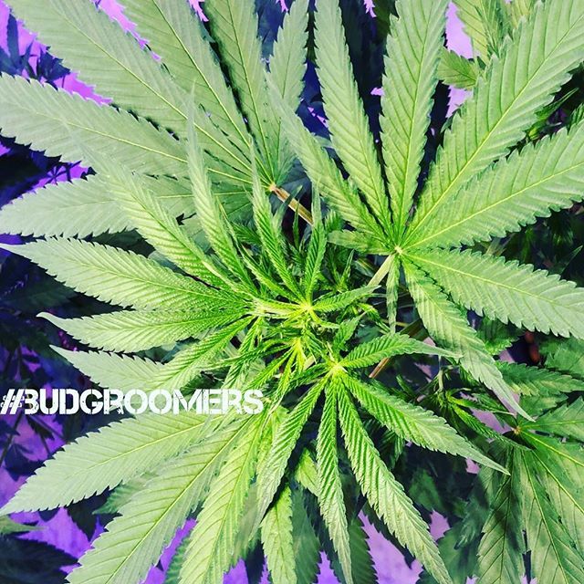BudGroomers's tweet photo. 👨🏻‍🌾👩🏼‍🌾 💪🏻 💚 https://t.co/vvIfxIzU9u