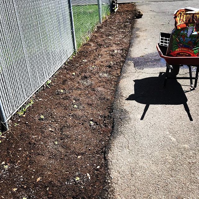 56 chicks and hens for ground cover complete. They are tiny but they are there. They should spread pretty fast. Stay tuned! #slizwaqdoesit #ghstranch #curbappeal #springtime #hobbygardener #chicksandhens #retired #greenthumb bit.ly/2DxaCB8