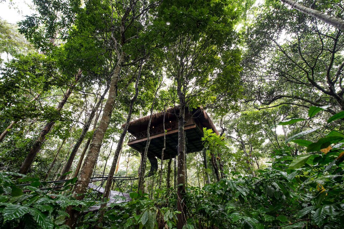 KeralaConnect's tweet photo. The fantastic Pepper Trail in Wayanad. #Wayanad #Kerala #PepperTrail #Treehouse https://t.co/XTMuqOl2yE