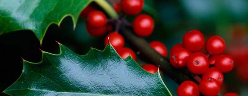 A bizarre #StMarksDay custom from #Alnwick:

Early in the morning of 25th April the houses of the new freemen of Alnwick were distinguished by a holly-tree planted before each door, as a signal for their friends to assemble and make merry with them.

#folklore #Northumberland