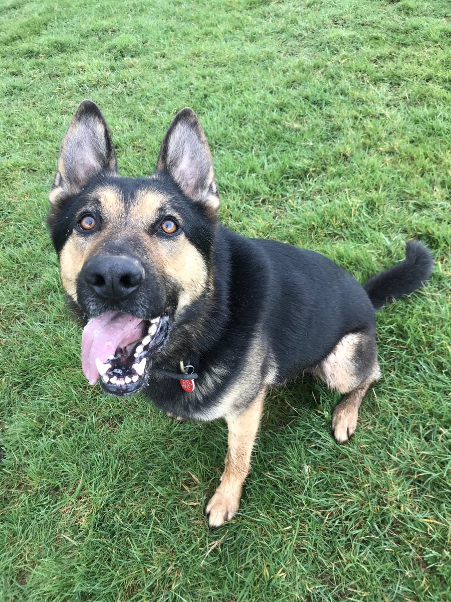 RPDQuest's tweet photo. Both my mum &amp; my foster mum are very proud of me.  https://t.co/V9GVMrIR7o I’m back home with Mum, Dad, Stella &amp; the others for a few days while my foster mum Debbie is on rest days.   🐾🐾 https://t.co/vZ204LCVhF