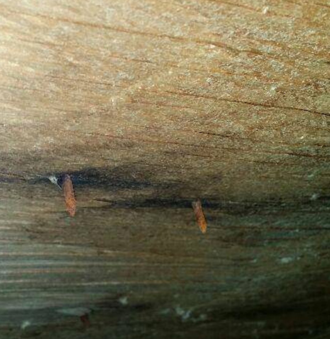 weinspectchi's tweet photo. Rusty nails visible on the underside of the roof indicate high humidity conditions have existed in the attic.
#homeinspection #chicagorealestate #weinspect #homebuyer #homeinspector #inspections #housing #realestate https://t.co/FngZTX6Lqg
