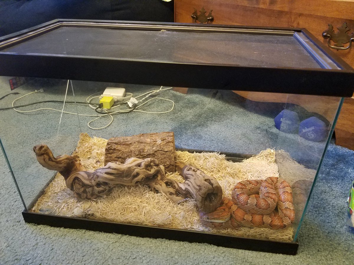 40 gallon snake enclosure