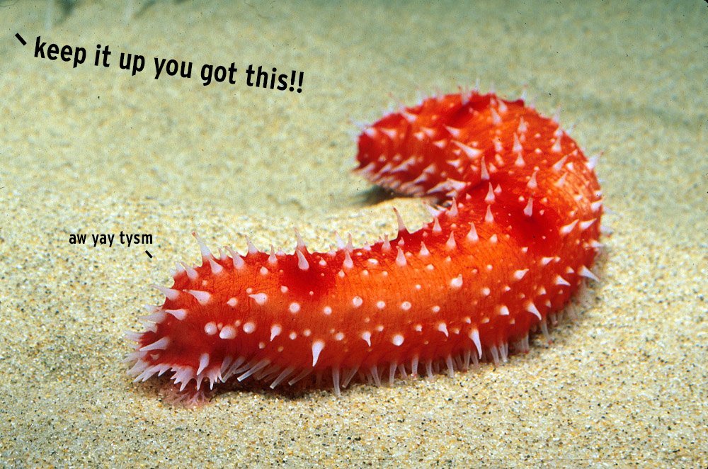 A sea cucumber saying "aw yay thank you so much" to the voice of the Aquarium saying "keep it up you got this!"
