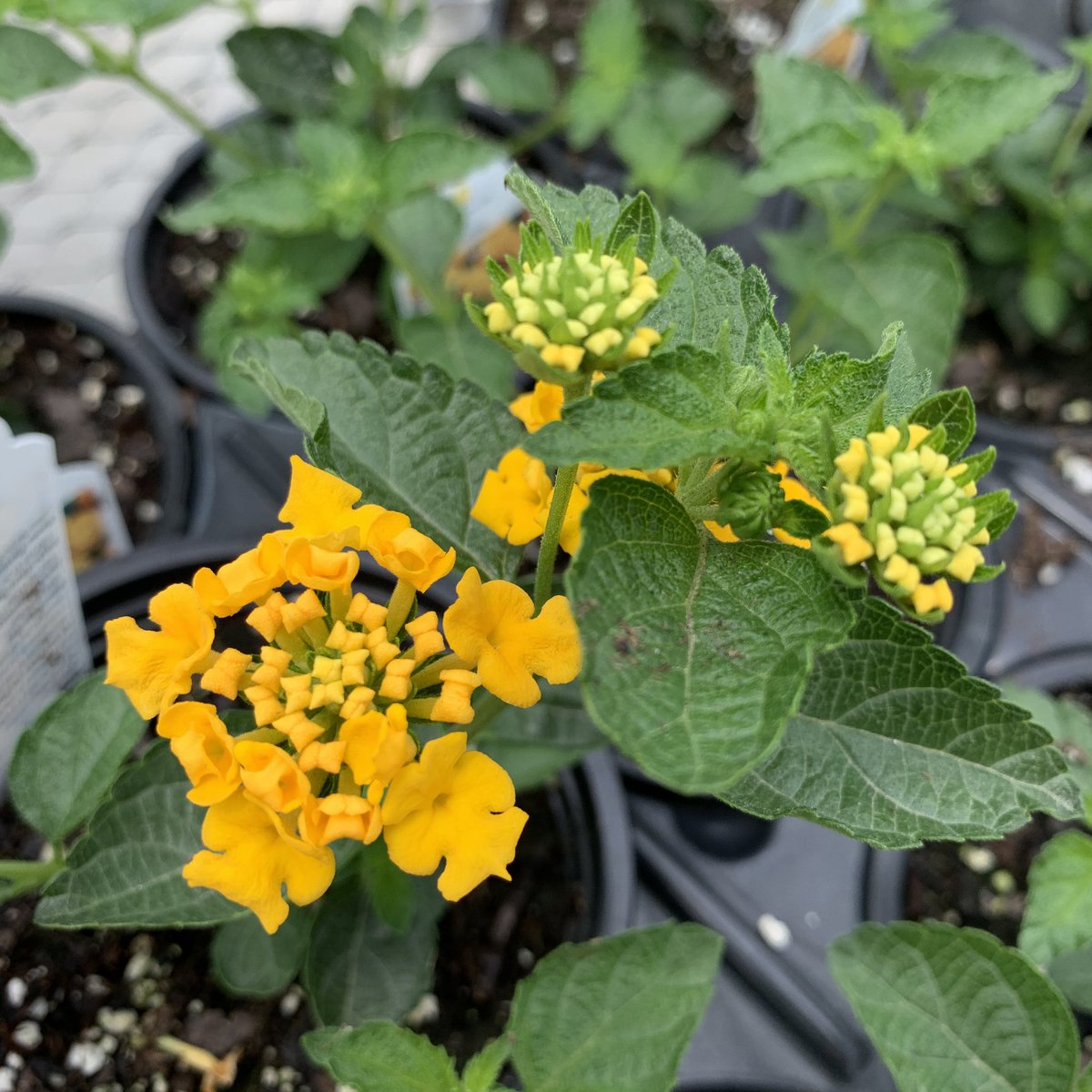 SWGardenCenter's tweet photo. Whether you are looking for annuals for sun or shade, we got you covered! Lantana is a sun loving annual &amp; caladiums love the shade. #lantana #sunlover #caladium #shadelover #annuals #gardengoals #gardenlife #plantlife #tulsa #colorful #southwoodtulsa https://t.co/ZRAdIHcBf6