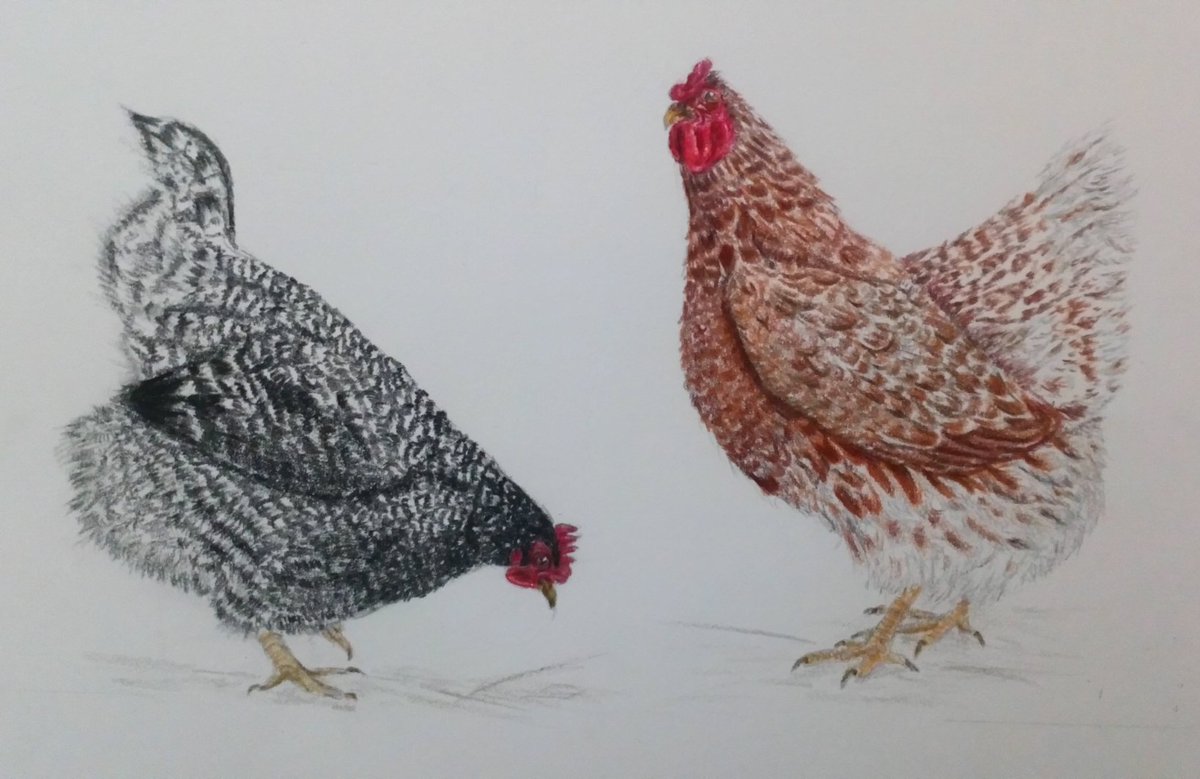 Hen Pecked

Coloured pencil study.

#amateurartist #graphitedrawing #colouredpencils #chickens #chickensofinstagram #hens #hensofinstagram #chooks #thestockmansdaughter