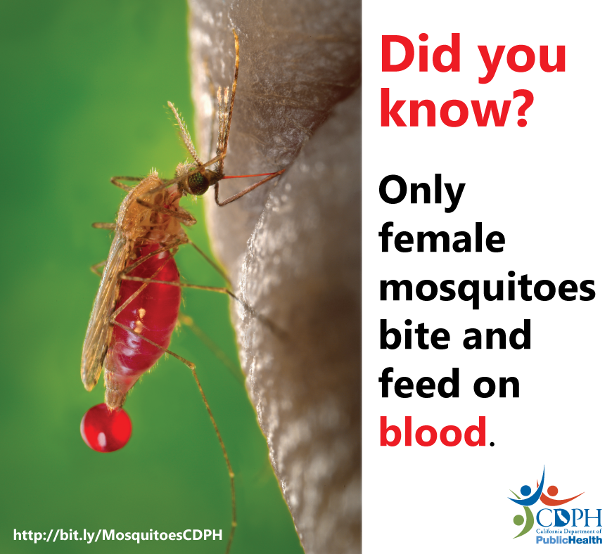 CAPublicHealth's tweet photo. #MosquitoFact: Only female mosquitoes bite and feed on blood. Male mosquitoes feed on nectar from flowers. A mosquito bite can spread serious diseases, including #WNV, so use repellent to prevent bites.
Learn more: https://t.co/a5IejO6E9c
#MosquitoWeek #CDPH #DYK https://t.co/UFJSATq7Dl