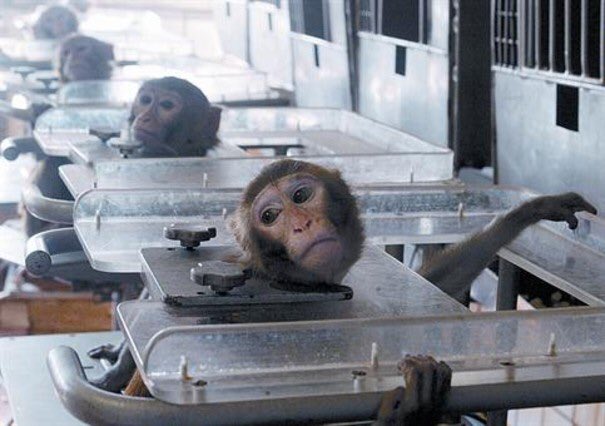 RAntiespecistas's tweet photo. Hoy es el día mundial de los animales de laboratorio.
Deberíamos de usar nuestras habilidades para encontrar alternativas a la experimentación animal. No para abusar del colectivo más oprimido.
Nada justifica su uso como recursos.
No somos más que ellos.
#Especismo https://t.co/BPs7geVVEq