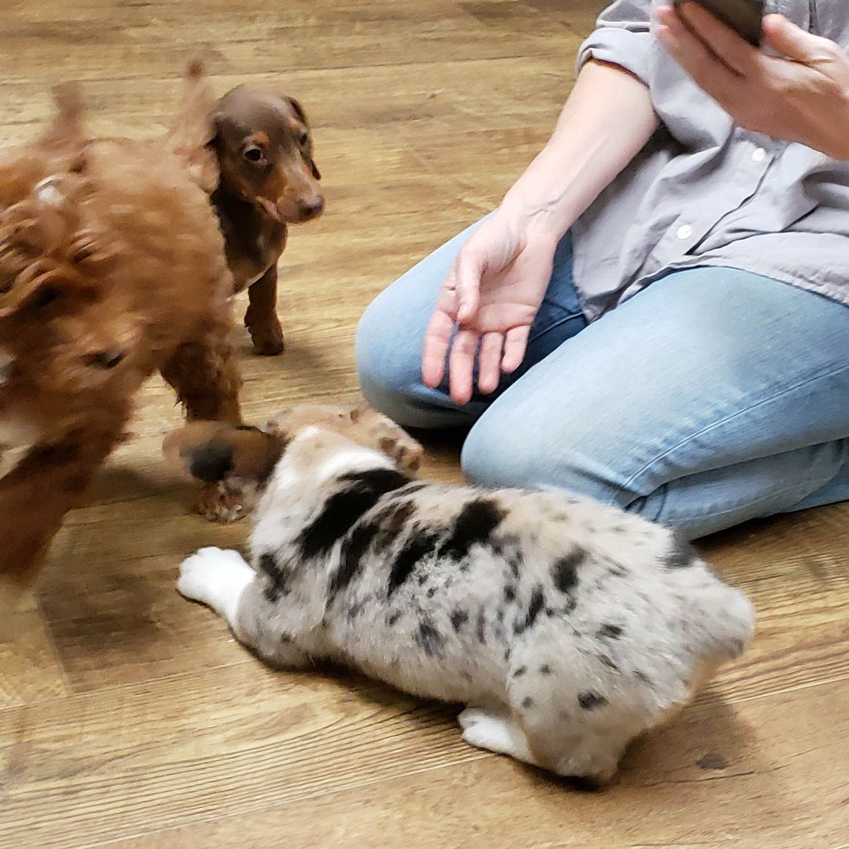 wallywagss's tweet photo. Playing in Puppy Class! #corgiparty #corgiderps #corgiproblems #corgisareawesome #corgithings #babycorgi #corgifamily #puppychow #puppi #puppytags #corgisareawesomee #corgisrule #corgidogs #corgibutts #corgi_of_instagram #puppybrother #puppygirl #puppyselfie #corgi_nation https://t.co/GmjQzW0Q8x