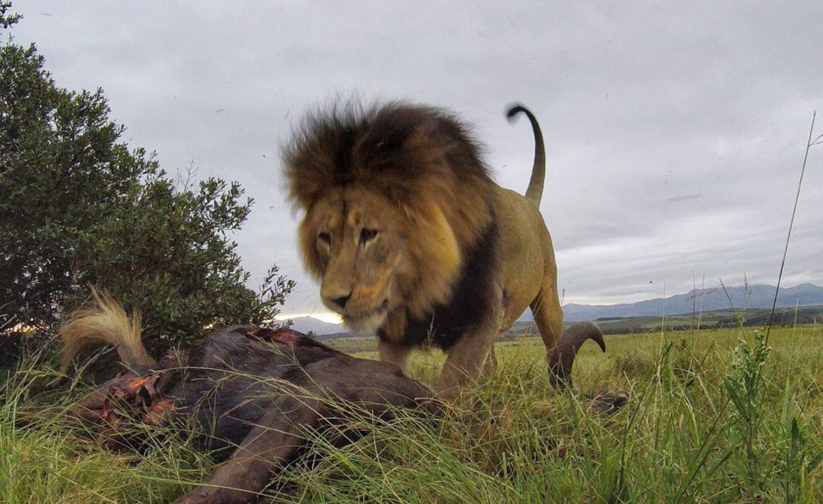 Te gustaría conocer conmigo la Reserva de Gondwana en Sudáfrica donde grabamos los programas de Río Salvaje???
Pues apúntate a esta gran aventura!!
Verás los 5 grandes, buceo con Tiburón blanco o Leones Marinos y muchas más emociones, te espero!!
Más información en <a href="/OlasyNieve/">Viajes Olas y Nieve</a>