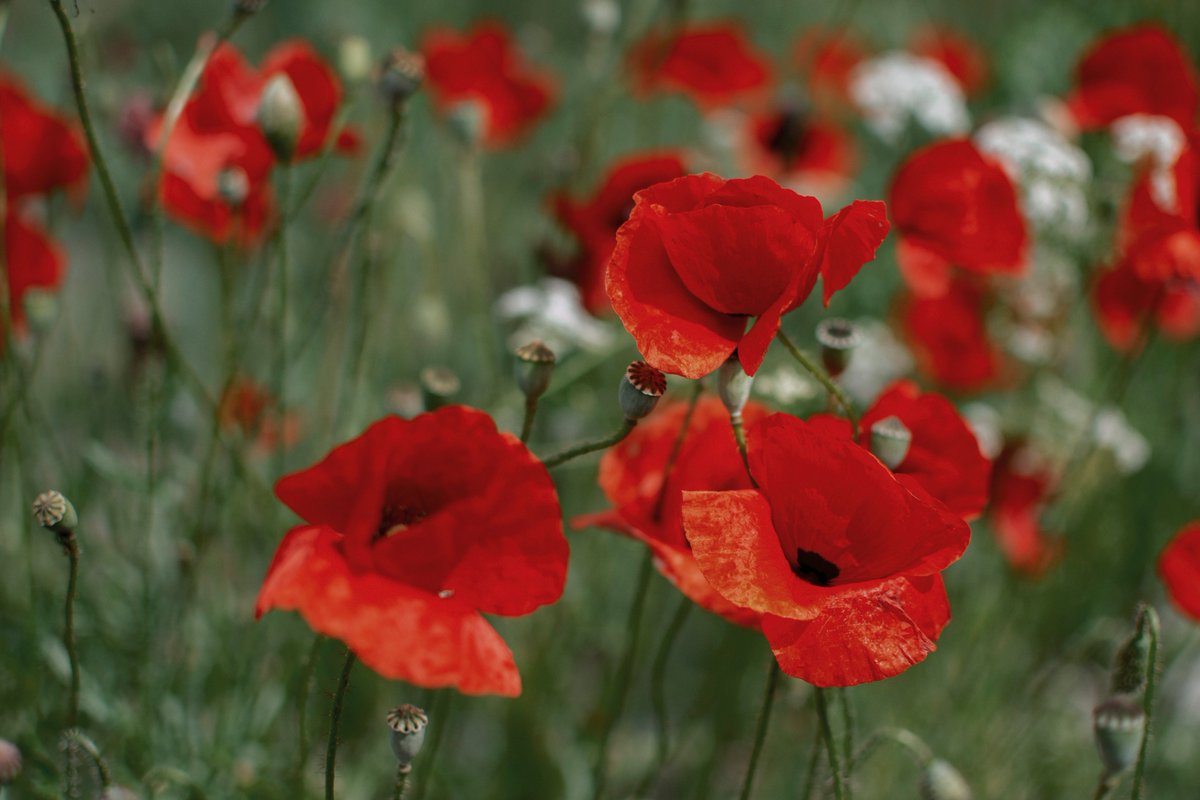 BecaGroup's tweet photo. On this ANZAC Day, we remember and honour those who served and those who lost their lives. Lest we forget.
#ANZACDAY https://t.co/4FdGGjvaY5