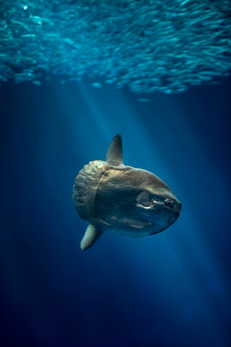 An ocean sunfish in the Open Sea Exhibit at the Monterey Bay Aquarium