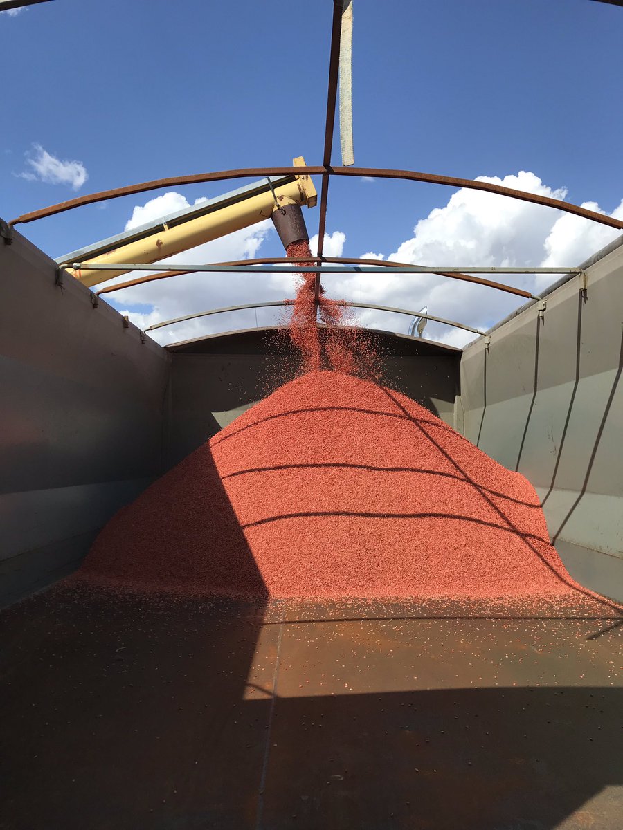 RoncerayDan's tweet photo. Making wheat great again. @BASFAgSolutions @CatellierJules @Lynn_VanD #insureFX4 https://t.co/FDtx3q5E4F