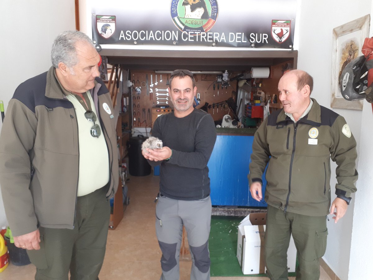 JoseLPerezGlez's tweet photo. Gracias a  la Policía Local de Encinas Reales, a  @titulillos y la colaboración ciudadana hemos podido recuperar otro pollo de Búho Chico. En menos de una semana dos pollos caídos del nido, ya están los 2 en el CREA de @MedioAmbAND https://t.co/48hvIXBEDK