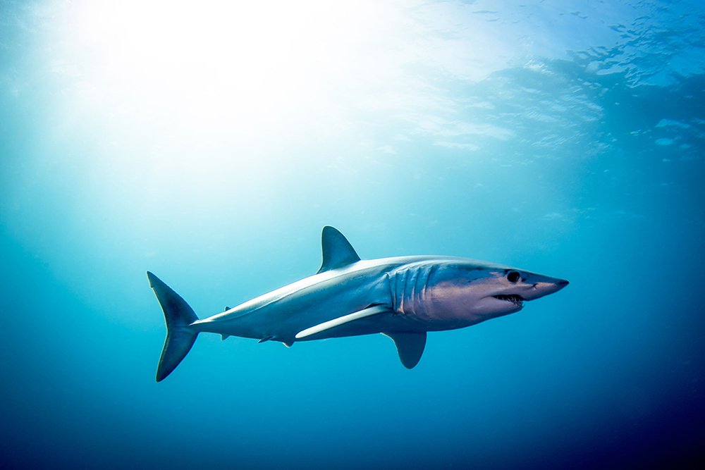 worldoflearners's tweet photo. #EarthDay2019 #Author and #Filmmaker William McKeever @HarperOne - Why we need #legislation to protect #sharks. #EnvironmentalProtection #endangeredspecies #ProtectTheSharks #AnimalLaw #AnimalRights https://t.co/uR7wcPq3aI https://t.co/NqyK83uAu8