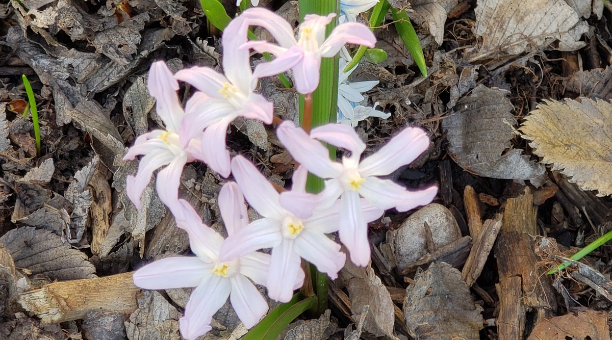 Spring has Sprung at Eventide on Eighth! #EventideonEighth #WeLovespring