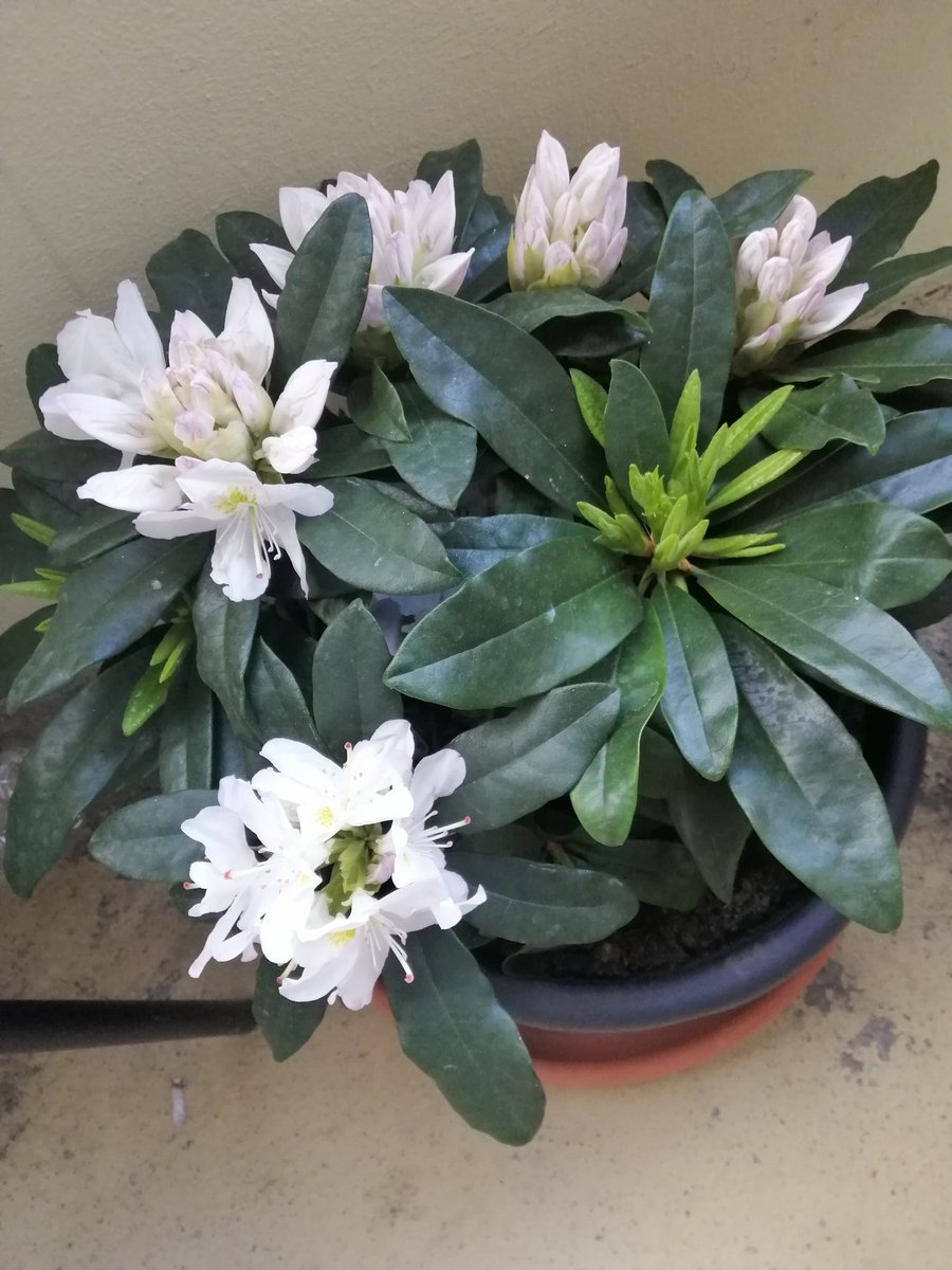 Meine Blumen
My Flowers