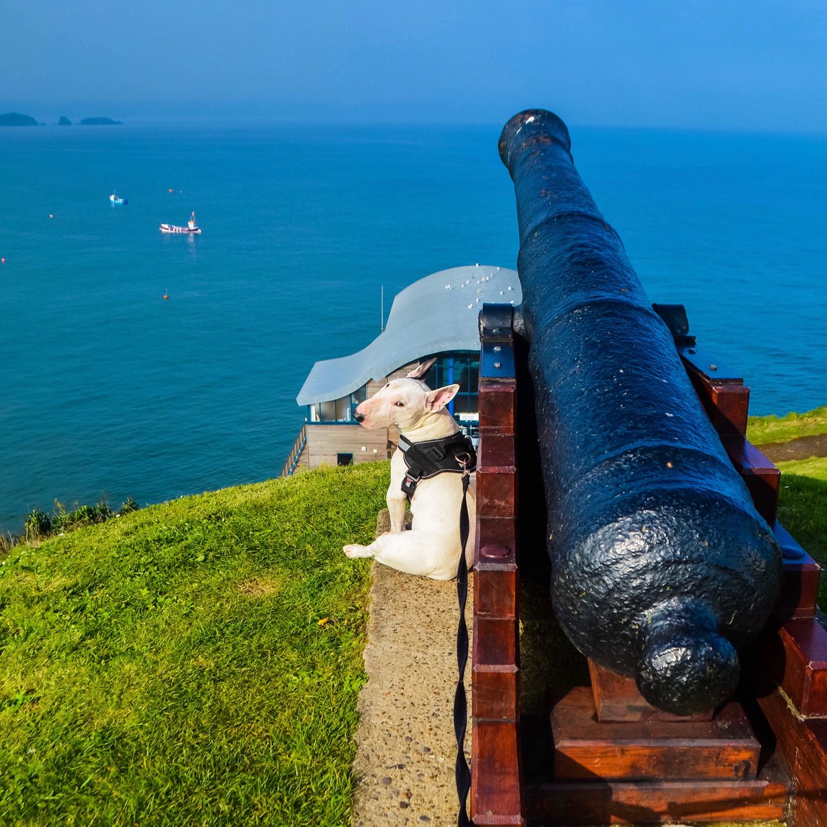 You have a Nikon? Well I have a cannon 😏 
.
.
.
.
#dogsoftwitter #dogsofinstagram #bullterrier #bullies #bullterriers #puppers #puppy #dogs #dog #dogtravel #traveldog #dogfriendly #dogmodel #tenby #cannon #tenbybeach