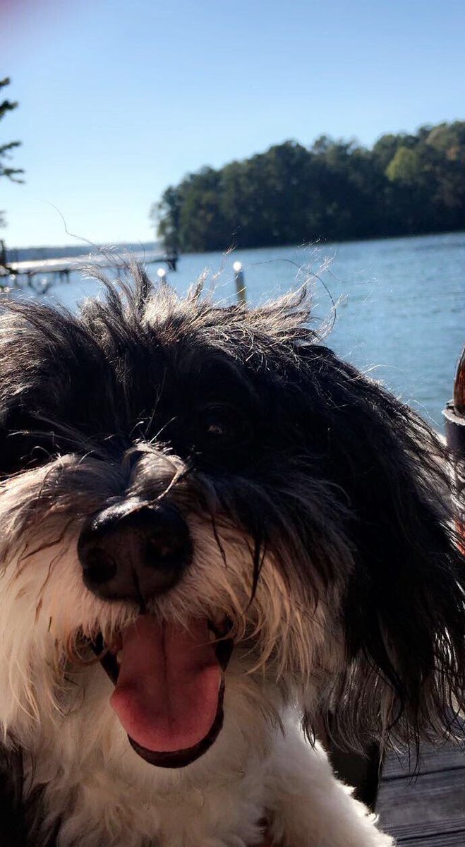 _johnsonnatalie's tweet photo. @rachelanders4 Here are my pups (ft Cole). Love you!!!! https://t.co/vNRlHpM5u7
