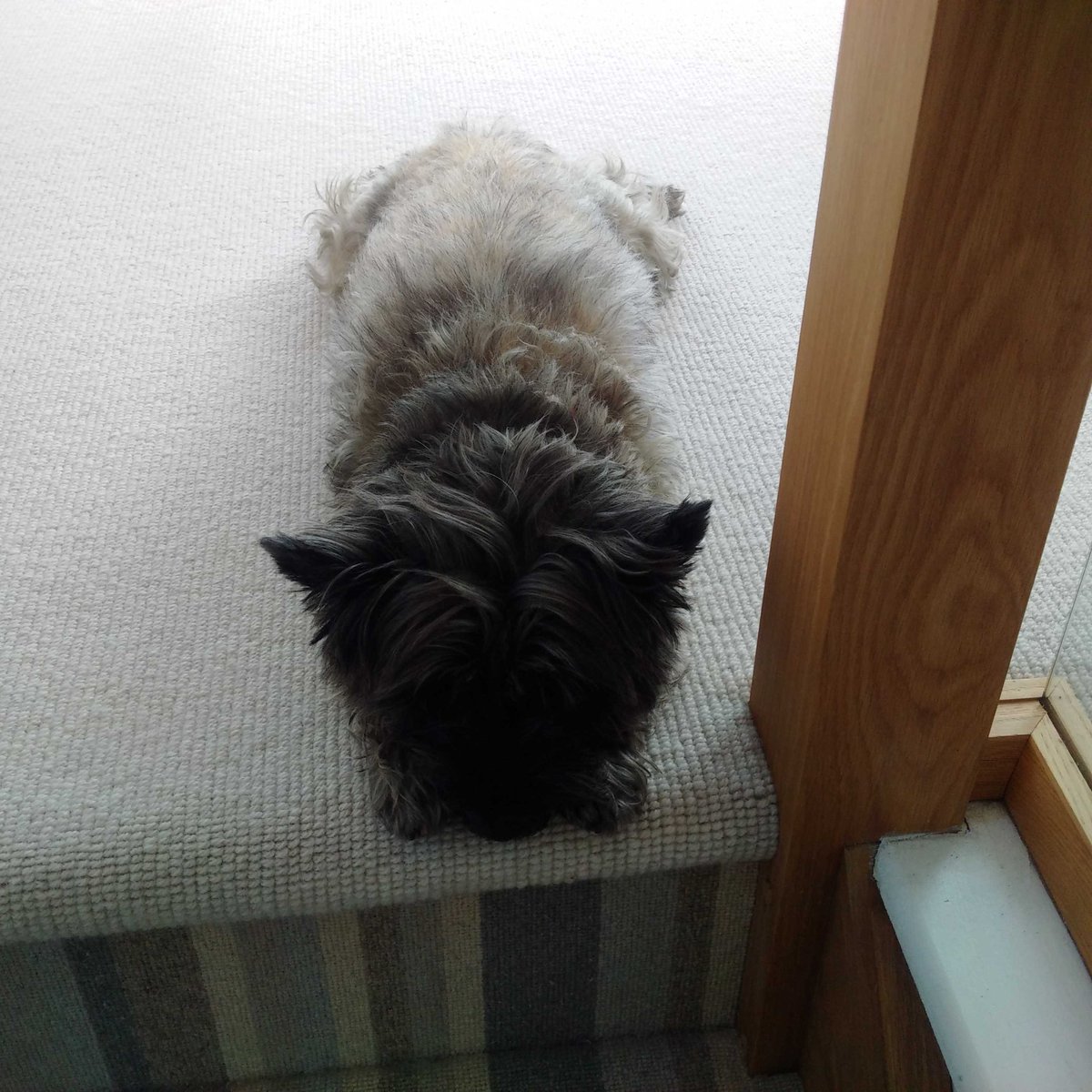 johnnymowlem's tweet photo. Trying very hard to pretend he's not there! #Rafa #toocute #doublepaws https://t.co/Rj7qG9lYJa
