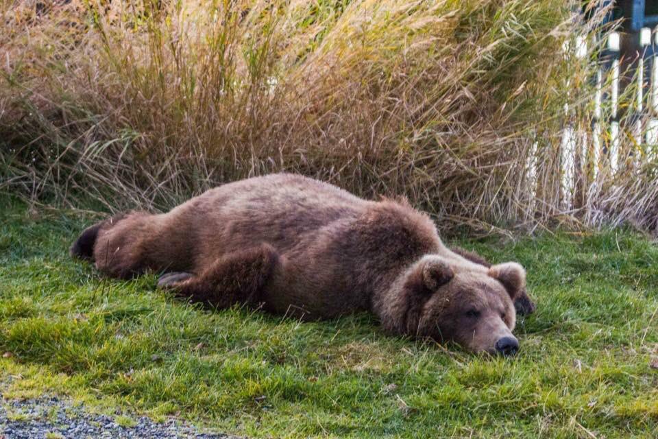 ‪Bear sprawled out on ground ready for nap.