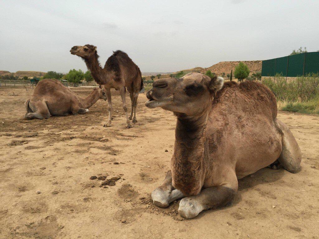 Por fin nuestra primera victoria ha llegado, 2-0  contra @RayoAndaluzFC  esto solo acaba de empezar!!! #AupaDrome