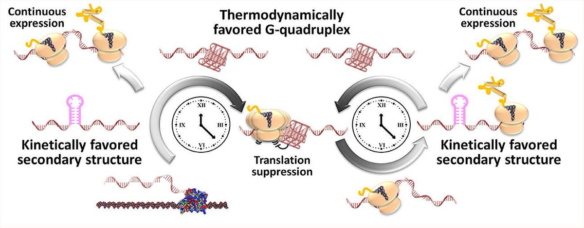 Molecules_MDPI's tweet photo. #mdpimolecules Conformational Dynamics of the RNA G-Quadruplex and its Effect on Translation Efficiency https://t.co/7TWFkSxvmU #GQuadruplex #ConformationalDynamics https://t.co/MFzIFFVI0X