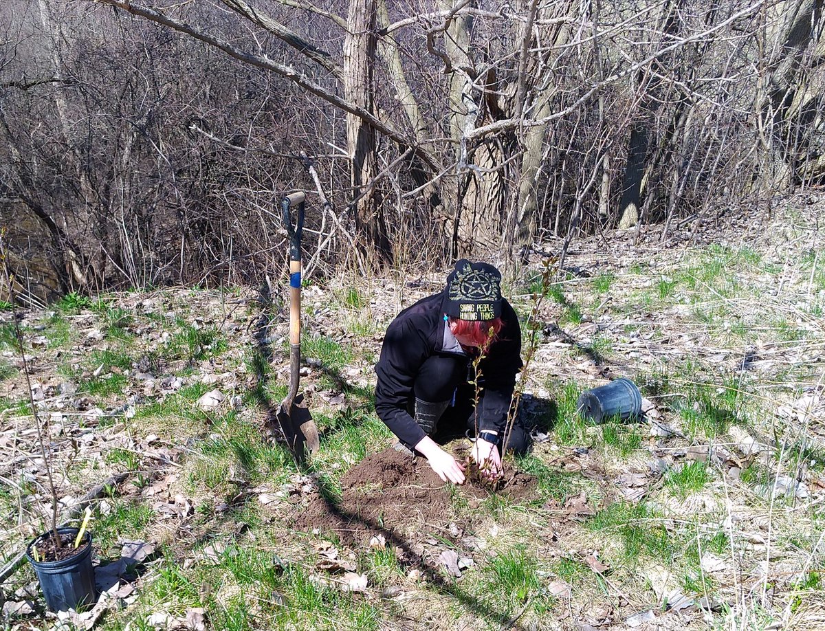 HELP Env Leaders @LaurierSS  planting service berry bushes and Carolinian Hardwoods  @rfldn to improve habitat & increase urban canopy #WestminsterpondsESA many hands make light work! @TVDSBGlobal