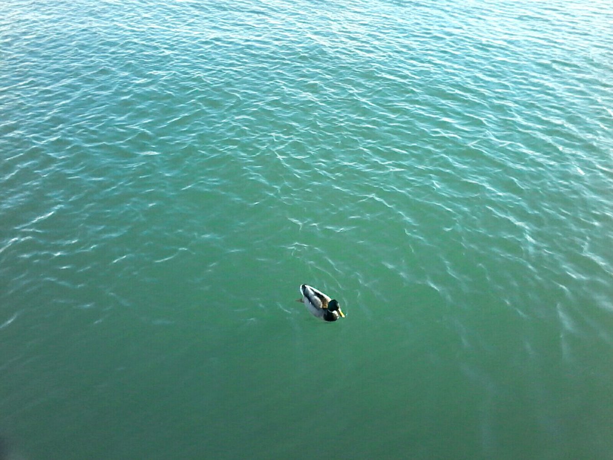 Yvette10090's tweet photo. Boat or bird? #lakelife #lakeOnt #naturephoto #photo #aprphoto #stormhour #photohour https://t.co/5OnHkB9lS5