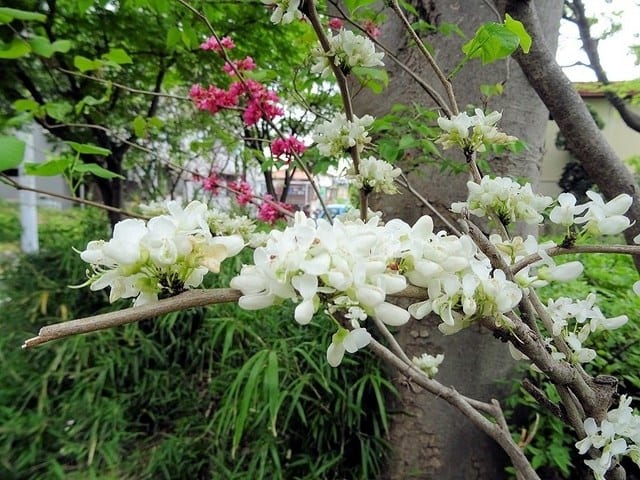 Learno Limited Pa Twitter 練馬区の花 はツツジです あちらこちらの散歩道には色とりどりのツツジが咲いています 関越道の側道では 珍しい白い花ズオウが咲いていました ウォーキングの楽しい季節です 花ズオウ 花蘇芳 白 えんじ色 Learno Limited Pa Twitter 練馬区の花 はツツジです あちらこちらの散歩道には色とりどりのツツジが咲いています 関越道の側道では 珍しい白い花ズオウが咲いていました ウォーキングの楽しい季節です 花ズオウ 花蘇芳 白 えんじ色
