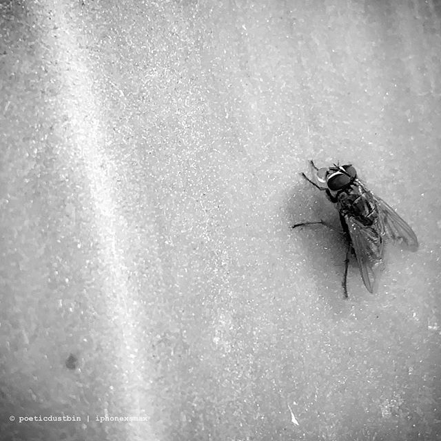 gothknight's tweet photo. Bubbly...
.
.
.
.
.
.
.
#photography #blackandwhitephotography #blackandwhite #blackandwhitephoto #bnw #instablackandwhite #bnwmood #bnwphotography #bnw_captures #bnwphoto #bnw_society #bnw_planet #bnw_planet_2019 #monochrome #monochromatic #mobilephotog… https://t.co/d92dRSNzid https://t.co/CSVOiO7YBR