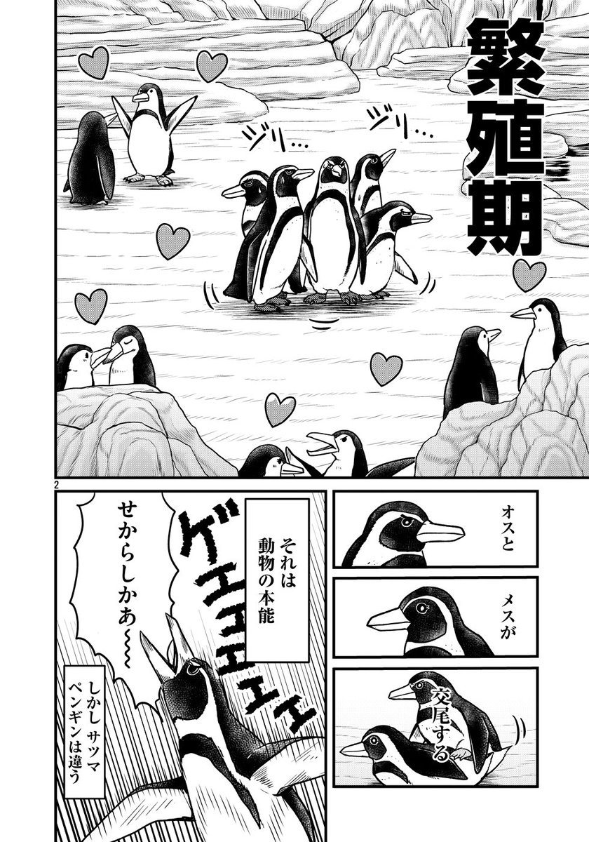 薩摩にいたかもしれないペンギン(後編)
#世界ペンギンデー #ペンギンの日 #WorldPenguinDay 