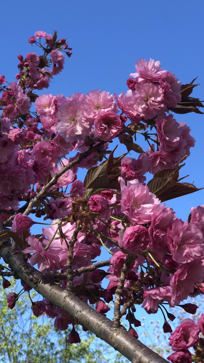 DNPinNYC's tweet photo. Cherry blossoms and a jewel blue sky 
#PerfectSpringDay https://t.co/7pHva6mBbB