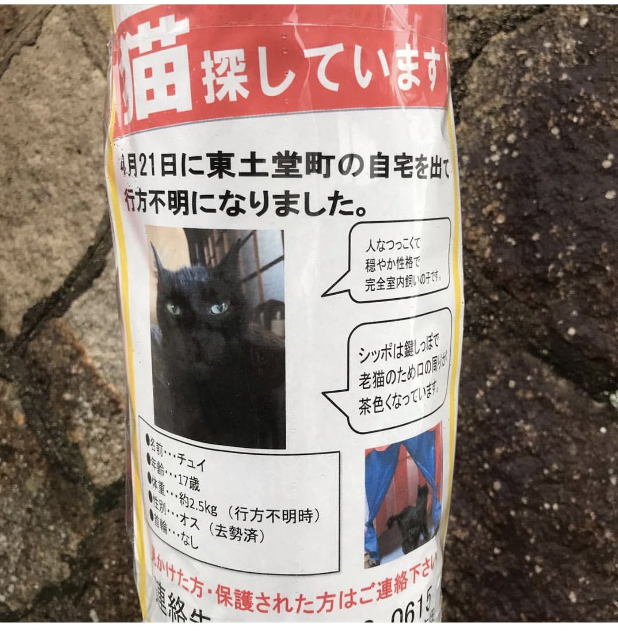 尾道猫 Twitter Search Twitter