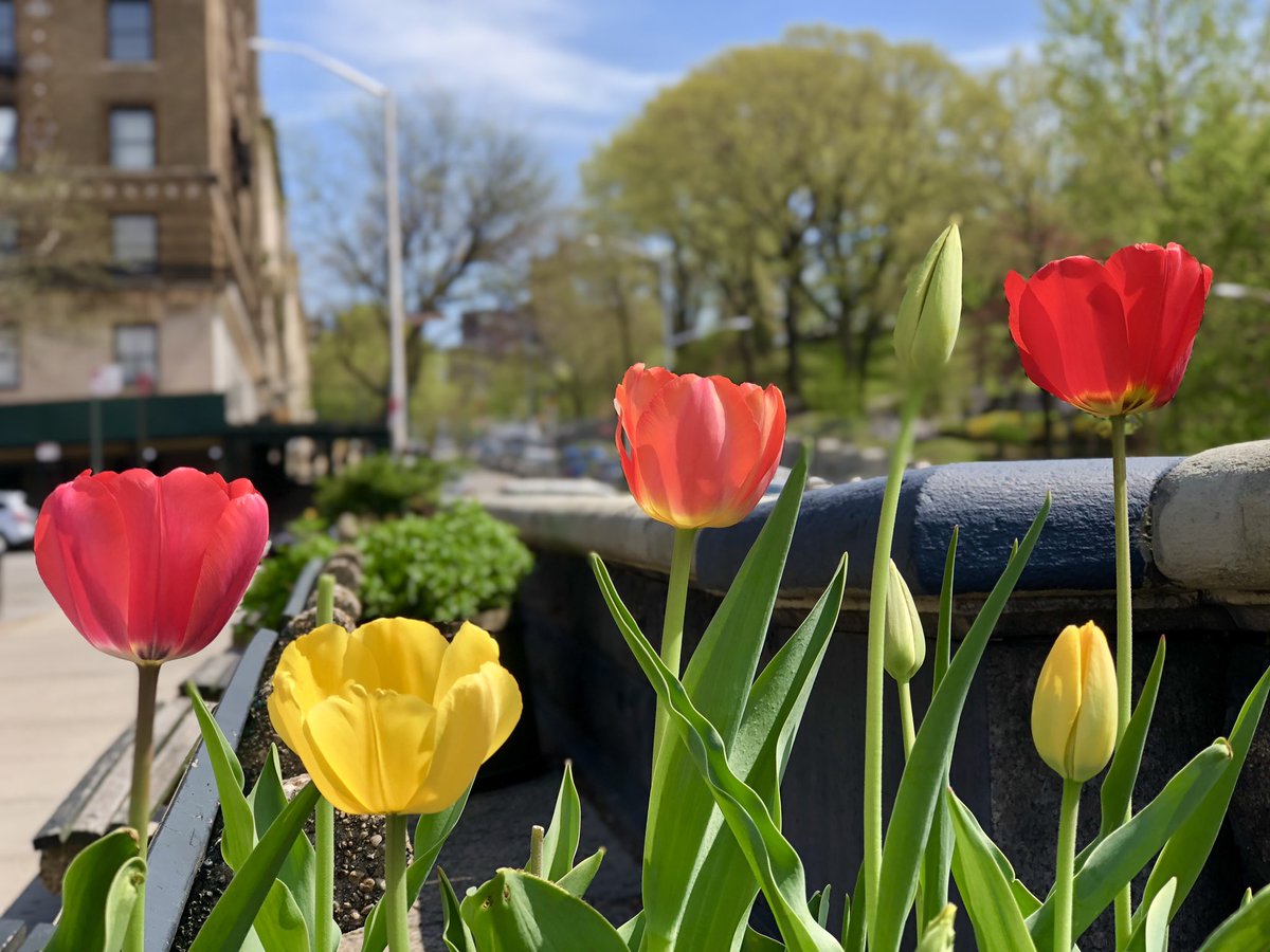 welldressedgeek's tweet image. #Spring time in the hood #Uptown #Riversidedrive #NYC