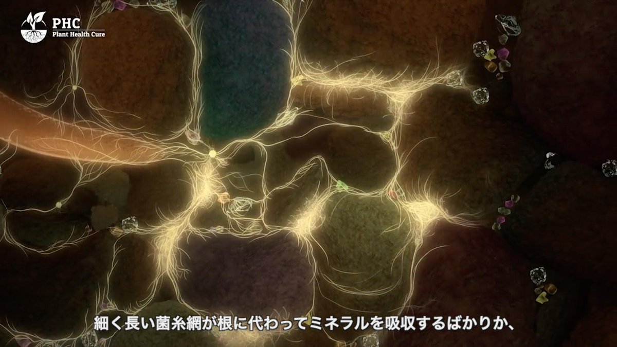 tomo_nada's tweet photo. ぜひ見てほしいビデオ。植物はどうやって成長するかを知れば農薬も���学肥料も不要であることがはっきりわかる。神秘的なまでの植物と根圏細菌や菌根菌糸との共生関係を見るのは楽しい。世界で飛躍的に農業が変わりつつある。 https://t.co/xyWr5sFp8a
https://t.co/1vqTK9pqGx https://t.co/KgSORmqTXg