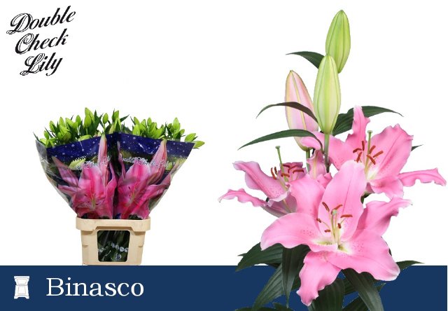 VermeulenGerard's tweet image. Het wordt zeker geen fiasco met een mooie vaas #Binasco Vandaag verkrijgbaar op #Klok1 @DoubleCheckLily #Lilium